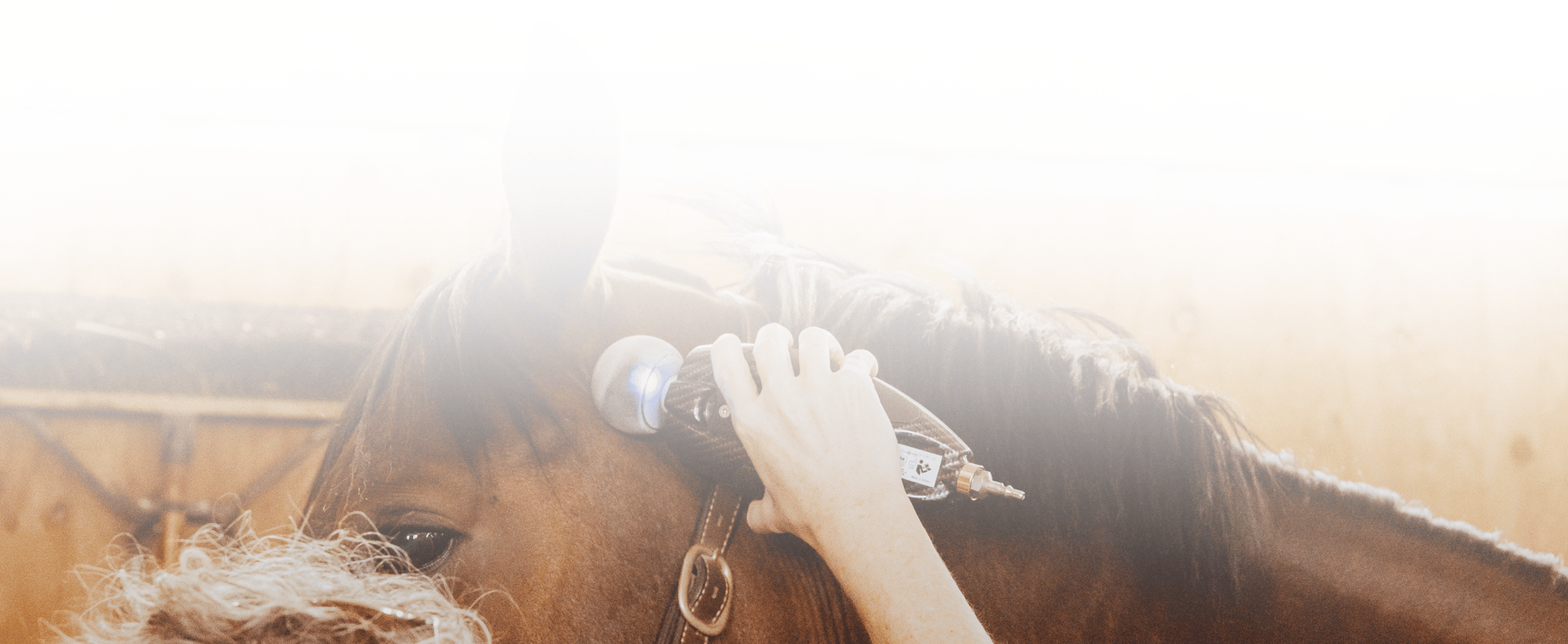 Equine Kneads Website Header-10-1