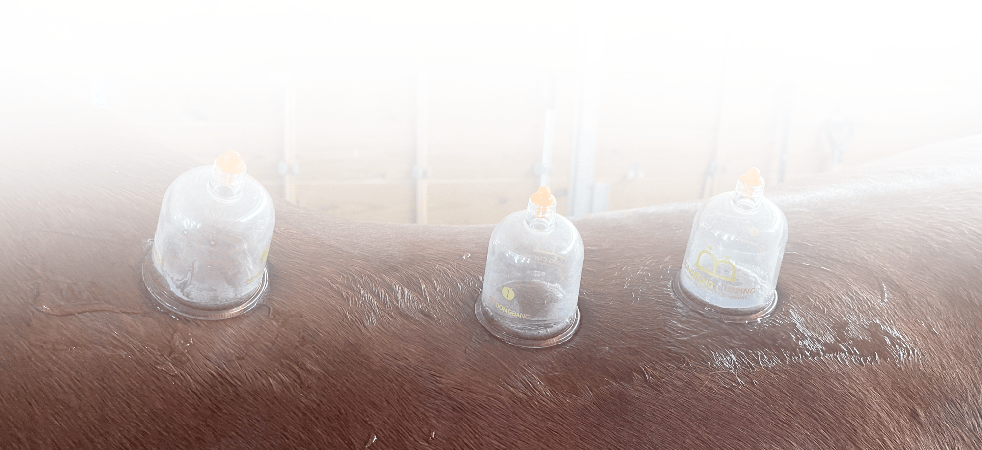 Equine Kneads Website Header-13-1 Equine Kneads Website Header-13-1