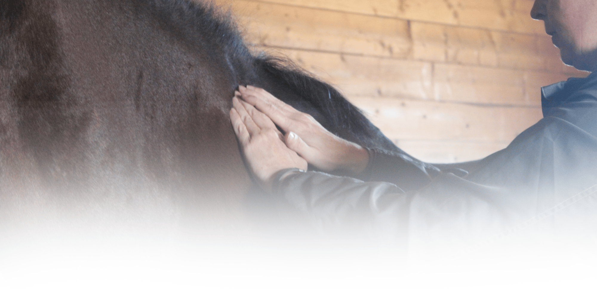 Equine Kneads Website Header-21-1