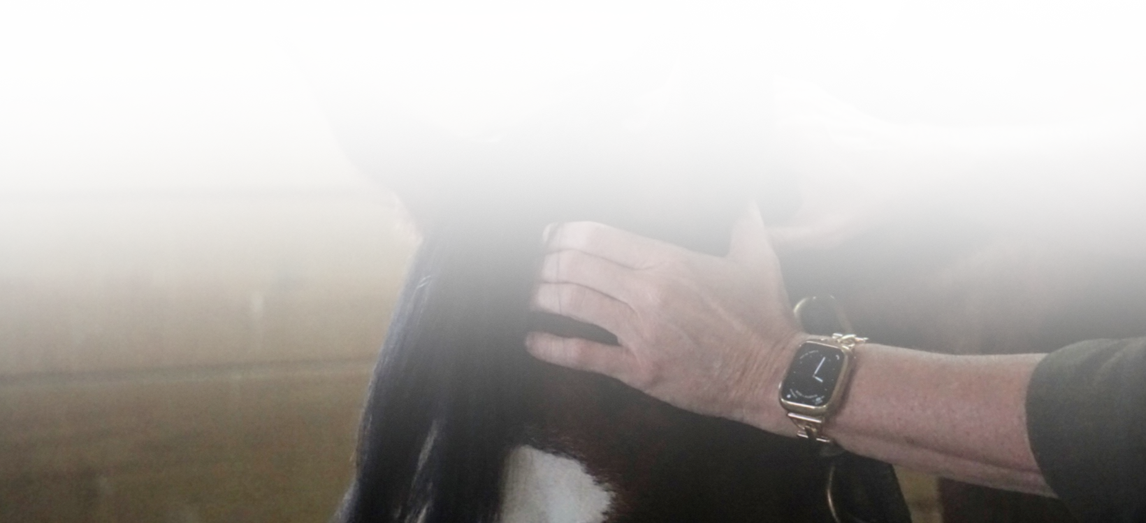 Equine Kneads Website Header-15-1