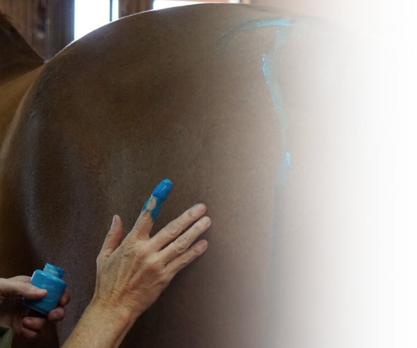 Equine Kneads Website Images - Med Rectangle-10