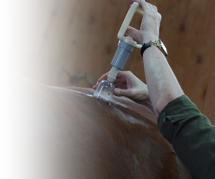 Equine Kneads Website Images - Med Rectangle-13