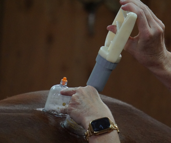 Equine Kneads Website Images - Med Rectangle-14 Equine Kneads Website Images - Med Rectangle-14