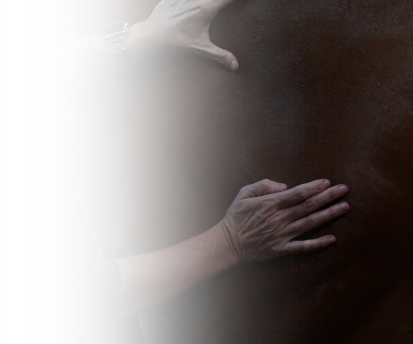 Equine Kneads Website Images - Med Rectangle-17