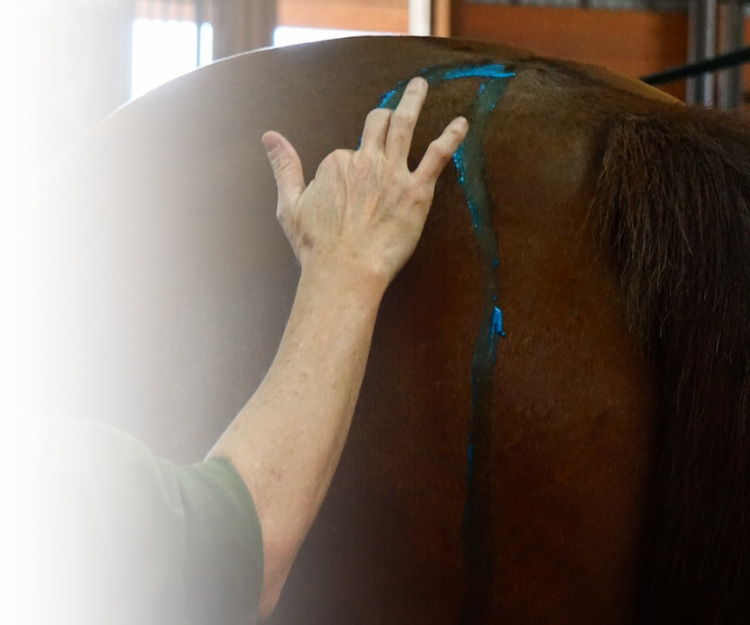Equine Kneads Website Images - Med Rectangle-26