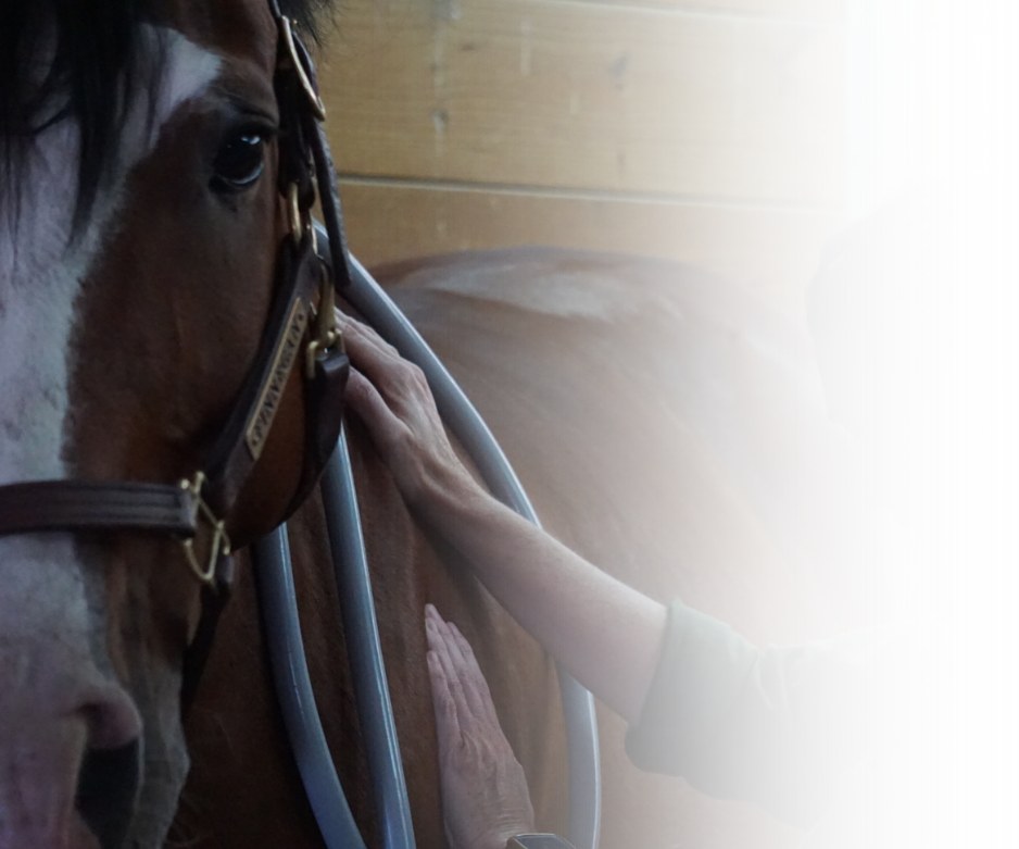 Equine Kneads Website Images - Med Rectangle-7