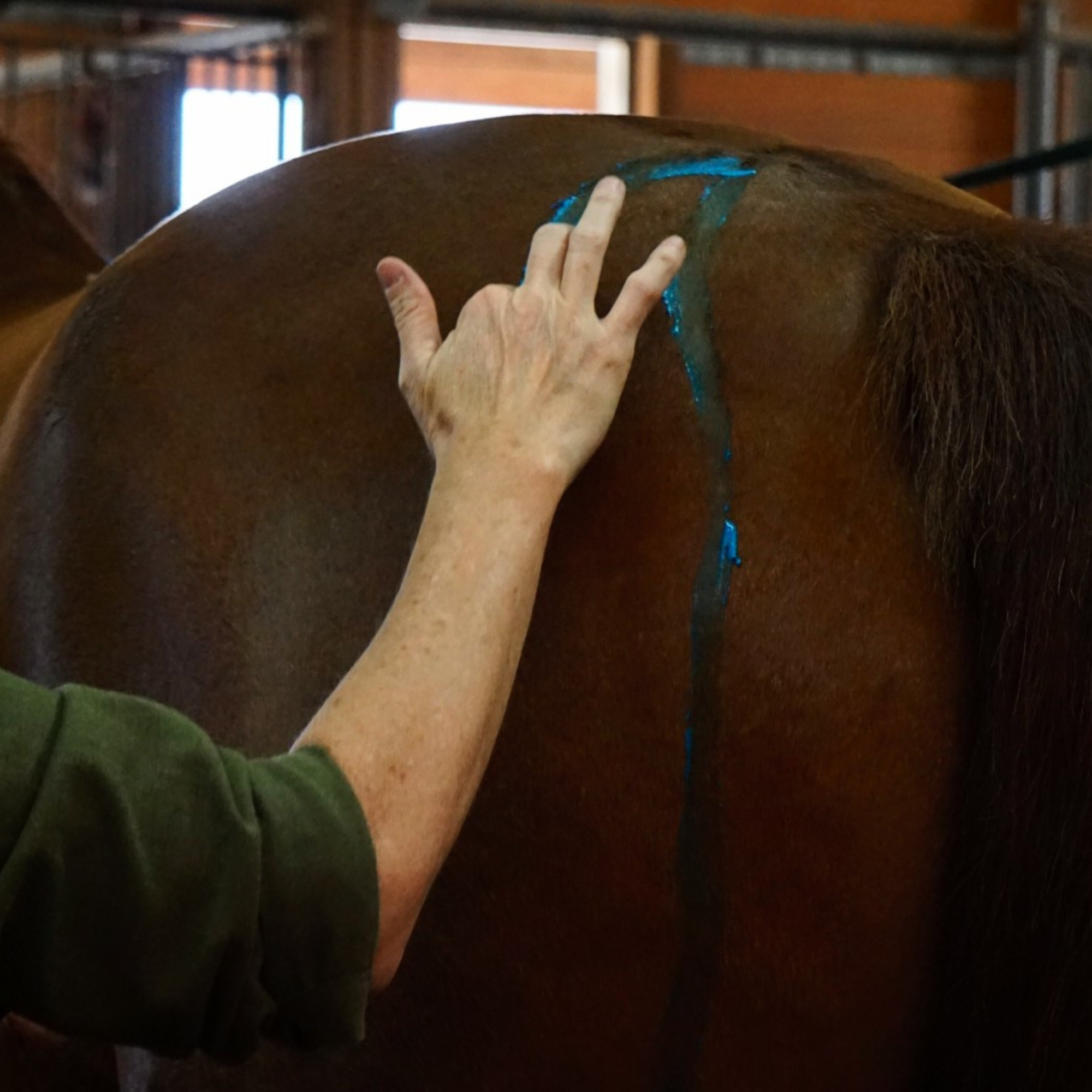 Equine Kneads Website Images - Square-5